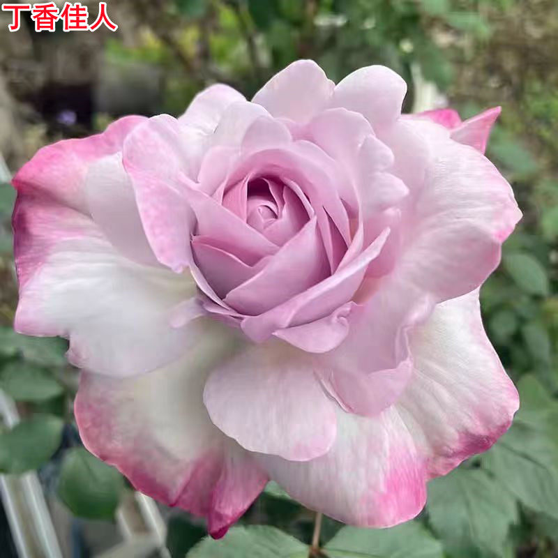 新品丁香佳人月季灌木大花强香庭院阳台盆栽多季开花玫瑰花苗