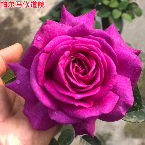 帕尔马修道院月季紫色浓香大花