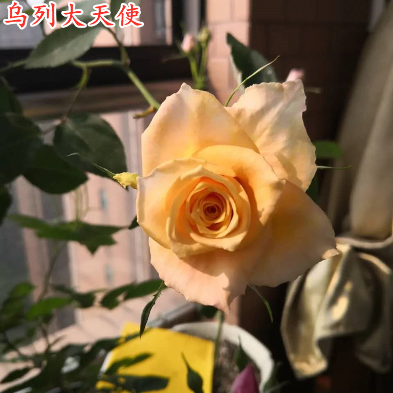 新品日月乌列大天使月季苗大花浓香四季开花扦插苗