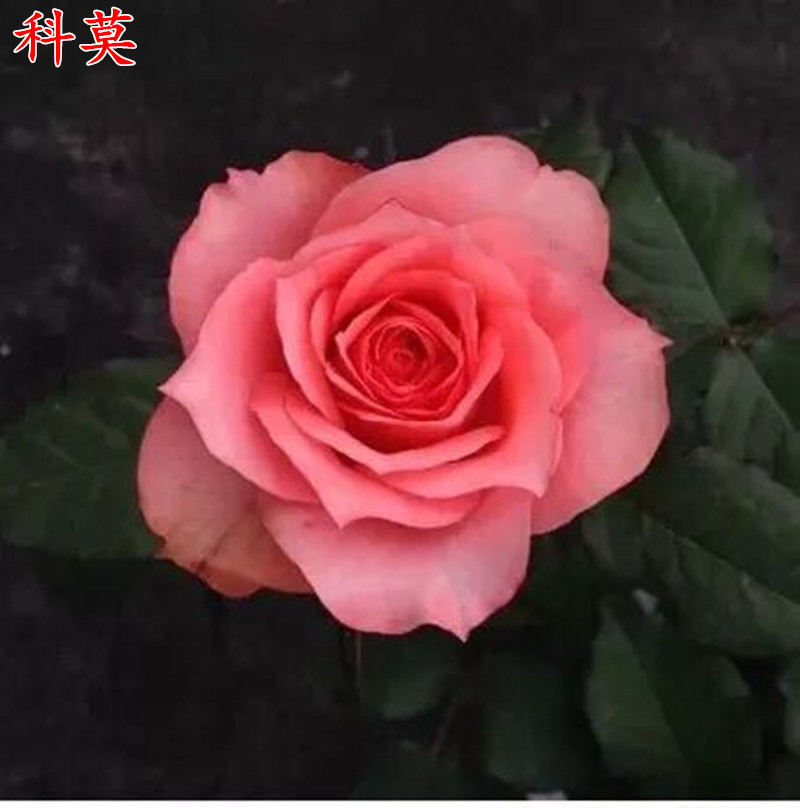 永远的科莫 丹麦月季花苗微月阳台粉色大花四季开花