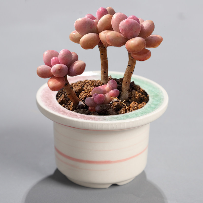 新品琉璃口多肉花盆陶瓷帽檐盆手绘创意圆口冰裂纹开片迷你拇指盆图片