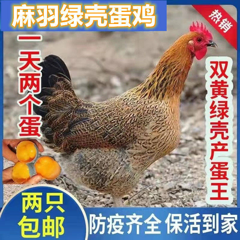 现货正宗半斤清远麻羽鸡活体小鸡脱温土鸡笨鸡草鸡蛋鸡包活到家属于什么档次？