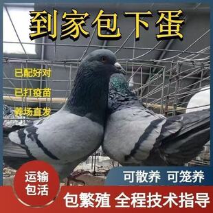 鸽子活物一对肉鸽落地繁殖种鸽下蛋便宜王鸽信鸽青年元宝活体