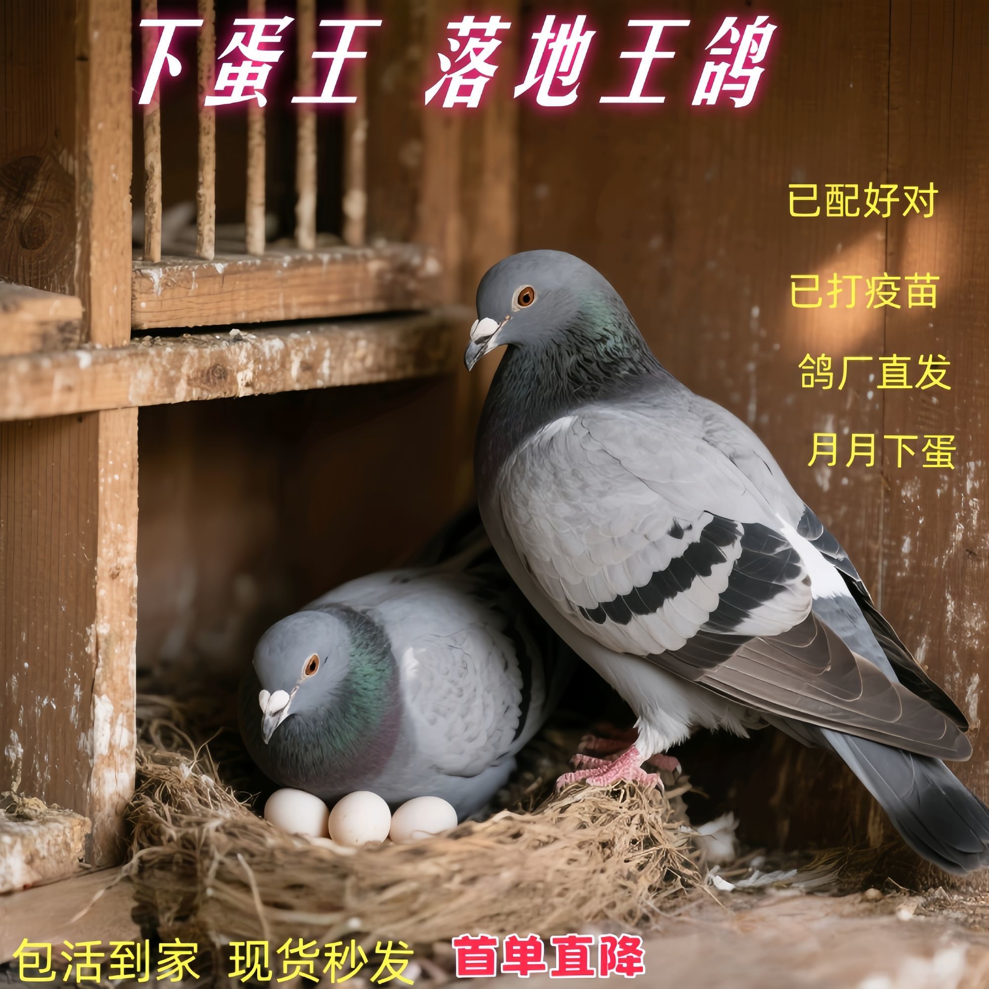落地王鸽子活体一对原配