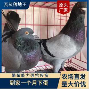 肉鸽鸽子落地种鸽王鸽活体活物一对下蛋信鸽繁殖青年便宜