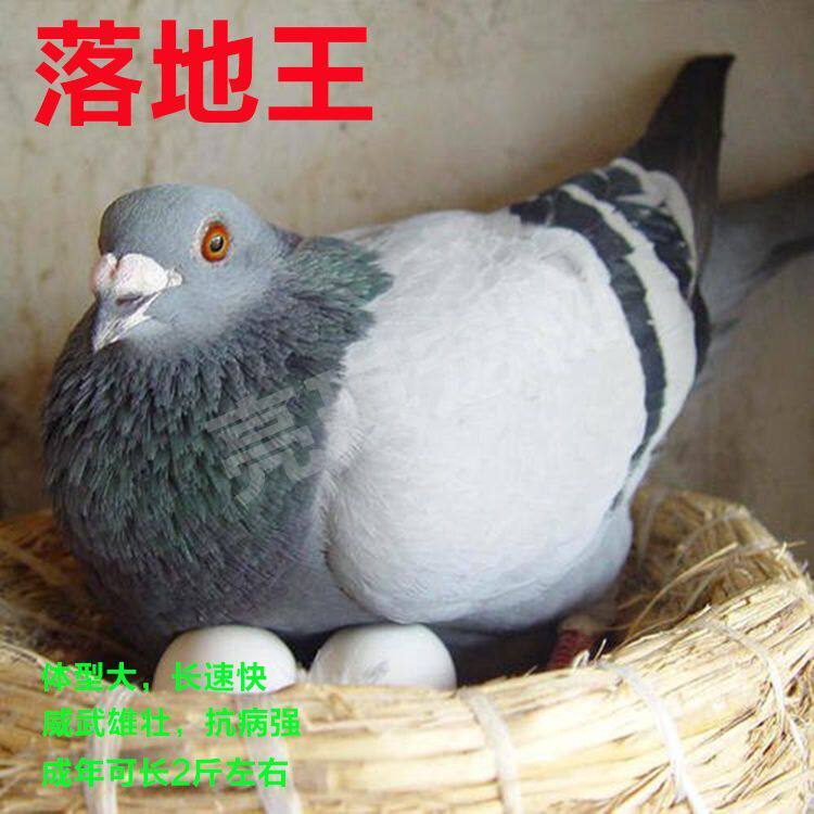 鸽子活体下蛋土鸽鸟类活宠物鸽落地王鸽子家养老鸽子便宜易活幼鸽