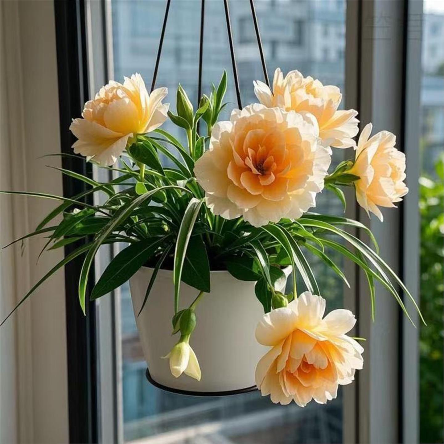 【下单立减50】重瓣大花吊兰绿植花卉四季开花盆栽室内外净化_JY