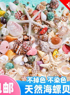 天然贝壳鱼缸造景小海螺壳手工装饰画标本卷贝鱼寄居蟹工艺品海星