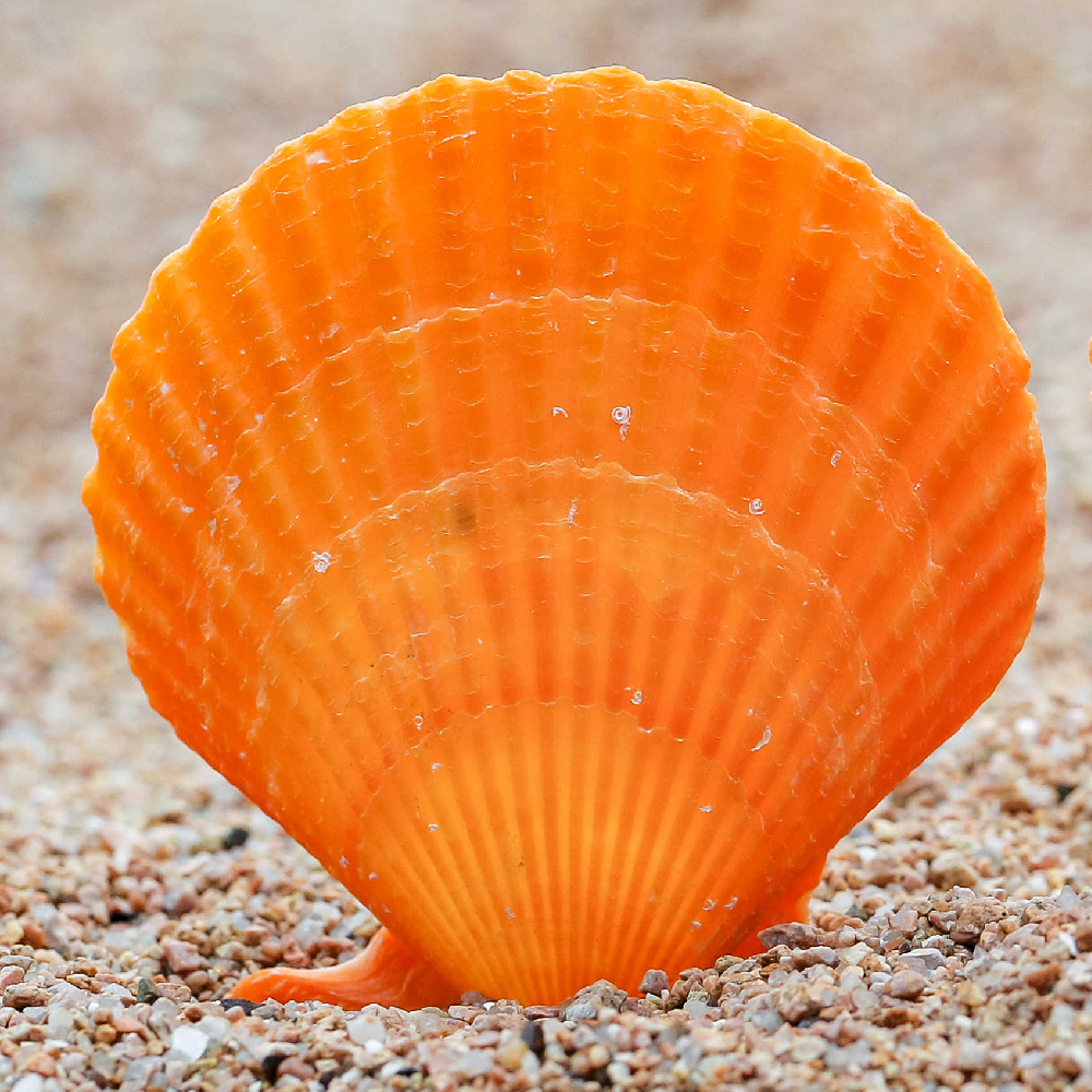 扇形贝彩色扇贝壳天然海螺家居水族装饰墙贴地台婚庆装饰画DYI料图片