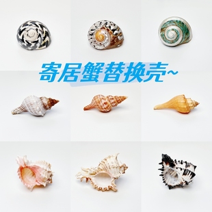 天然海螺贝壳寄居蟹卷贝鱼替换专用壳diy鱼缸造景水族箱装饰套装