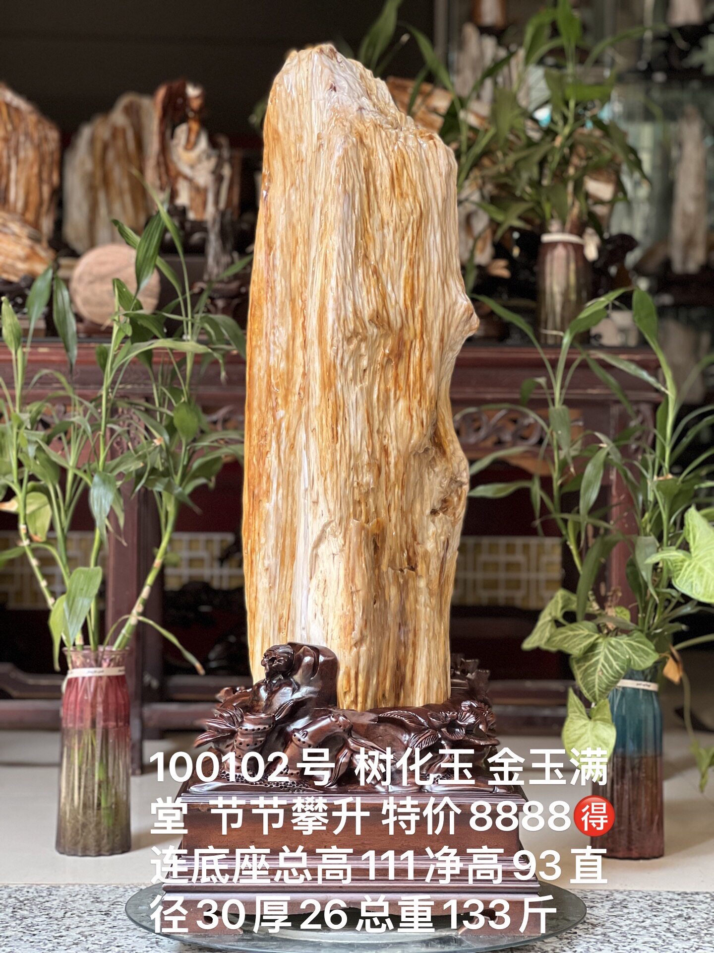 缅甸树化玉原石镇宅招财100102号木化石树化石天然硅化木奇石摆件