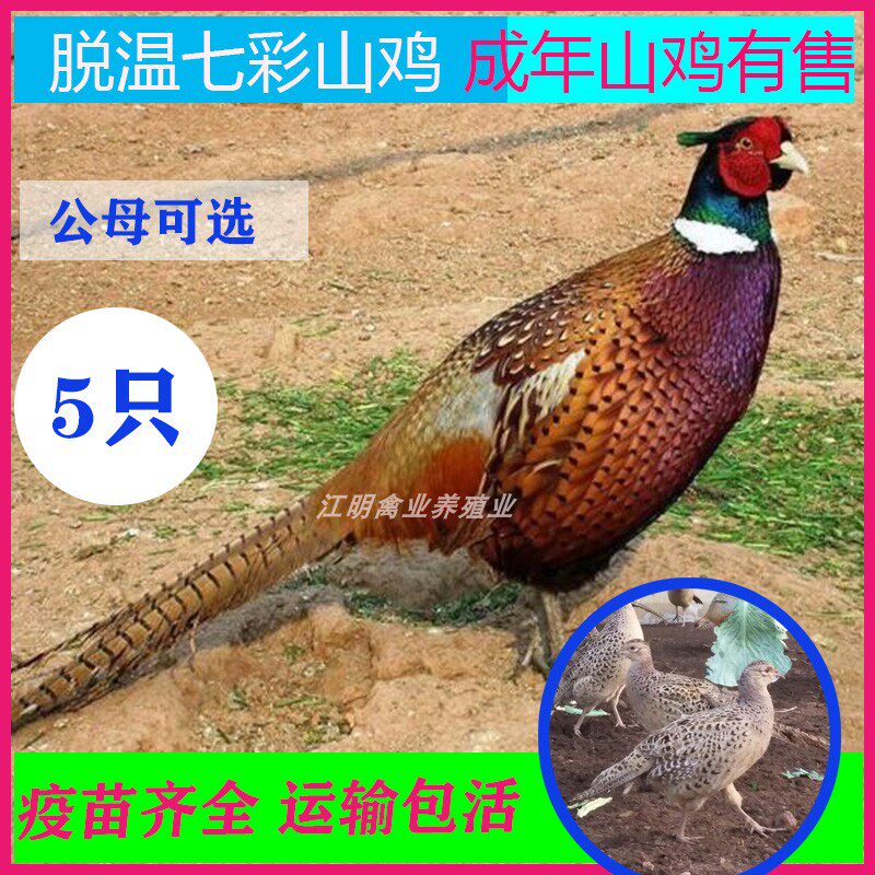 半大七彩山鸡成年七彩山鸡正宗农家散养半斤左右鸡肉蛋兼用