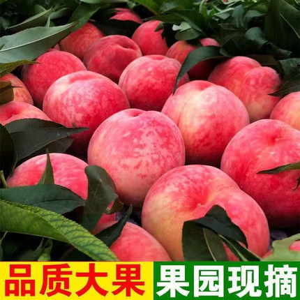 新鲜桃子 陕西水蜜桃新鲜水果爽口脆甜毛桃当季10斤箱装果园现摘