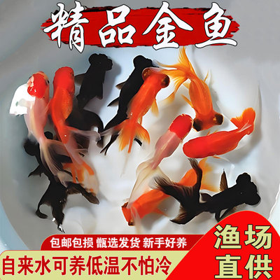 悦芝蓝金鱼红泰狮鱼黑龙睛丹顶鱼