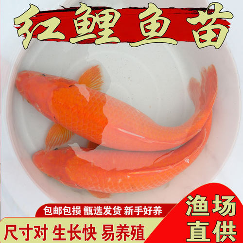 悦芝蓝红鲤鱼苗大红兴国鲤鱼苗