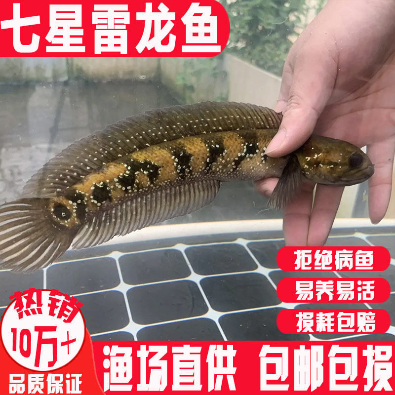 悦芝蓝七星鱼苗月鳢雷龙花斑蛇鱼