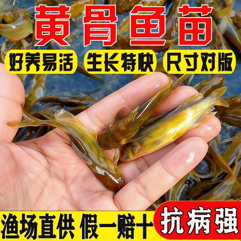 悦芝蓝黄骨鱼苗淡水黄辣丁鱼苗