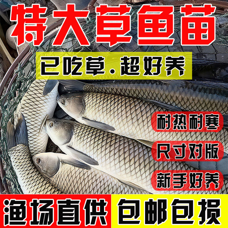草鱼鱼苗淡水养殖食用半斤特大草鱼苗批发食蚊鱼小草鱼耐活草鱼苗