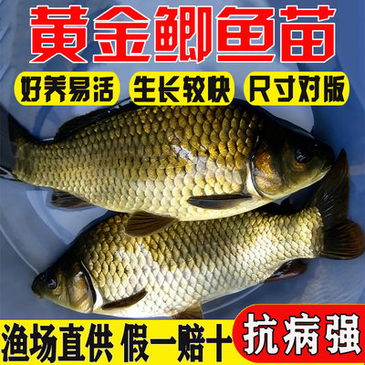 悦芝蓝鲫鱼苗中科五号黄金工程鲫