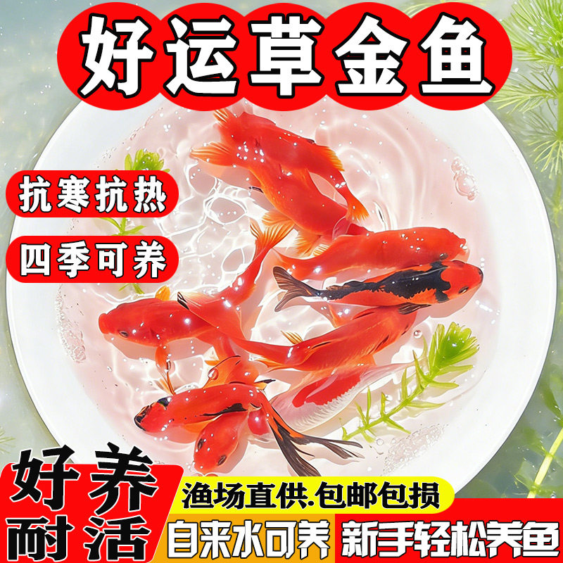 红草金鱼苗淡水养殖小型锦鲫鱼新手好养耐活观赏鱼冷水短尾草金鱼