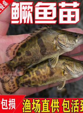 悦芝蓝鳜鱼苗桂花鱼苗淡水养殖