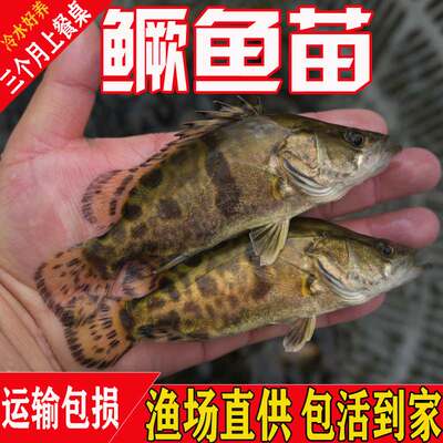 悦芝蓝鳜鱼苗桂花鱼苗淡水养殖
