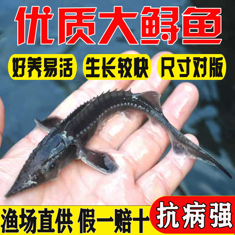 悦芝蓝鲟鱼苗食用观赏清道夫鲟鱼