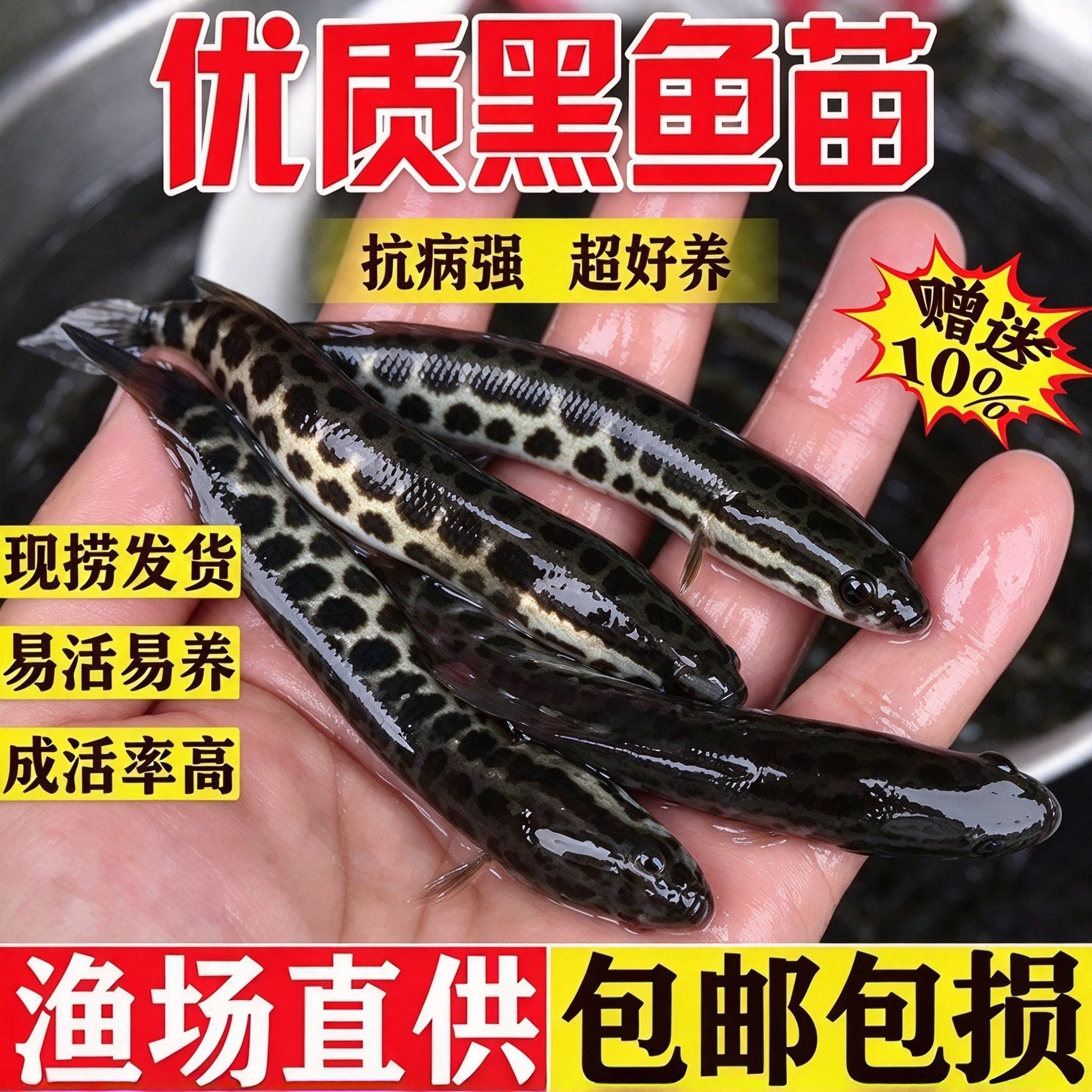 悦芝蓝黑鱼苗淡水可观赏乌鳢财鱼