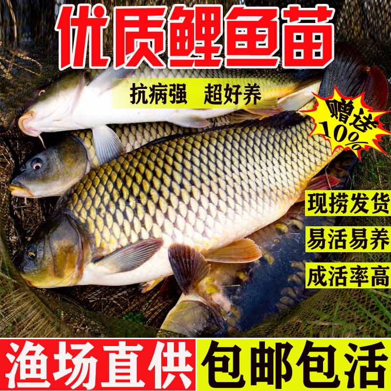 鲤鱼鱼苗淡水养殖食用活体冷水红尾杂交建鲤四大家鱼特大鲤鱼苗-封面