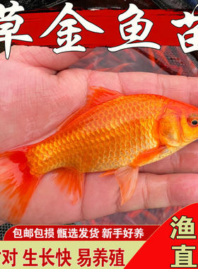悦芝蓝红草金鱼苗耐活小红锦鲫鱼