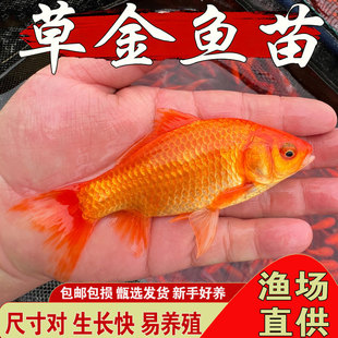 观赏鱼红草金鱼小型淡水冷水小红草金耐活好养新手闯缸鱼红锦鲫鱼