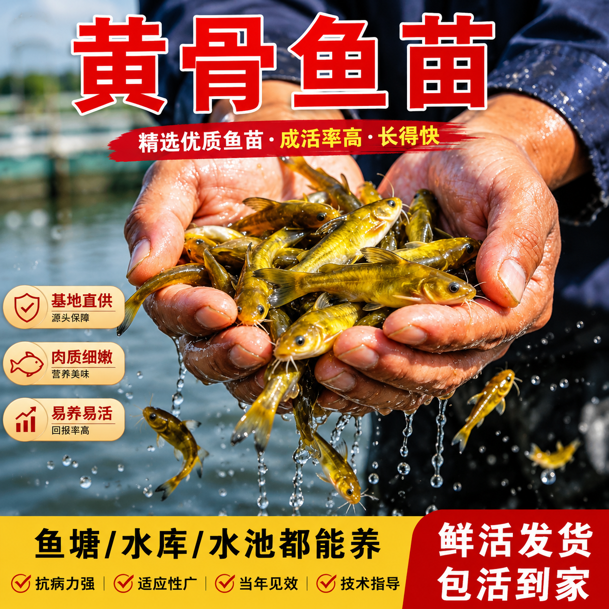黄骨鱼苗淡水养殖食用黄颡鱼昂刺黄辣丁黄鸭叫黄丫头三角峰黄骨鱼