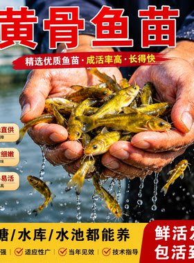 悦芝蓝黄骨鱼淡水黄颡鱼黄辣丁鱼