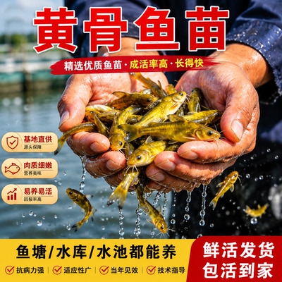 悦芝蓝黄骨鱼淡水黄颡鱼黄辣丁鱼