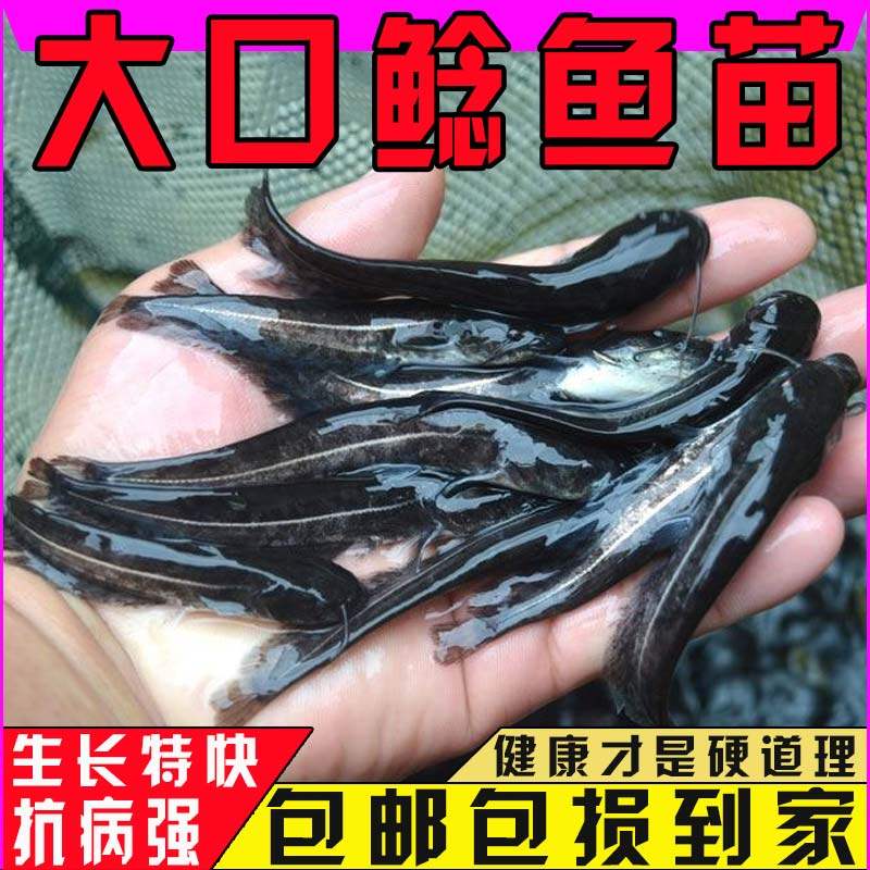 悦芝蓝南方大口鲶二须鲢子鲶鱼苗图片