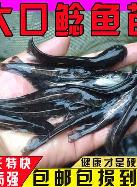 悦芝蓝南方大口鲶二须鲢子鲶鱼苗
