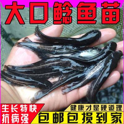 悦芝蓝南方大口鲶二须鲢子鲶鱼苗