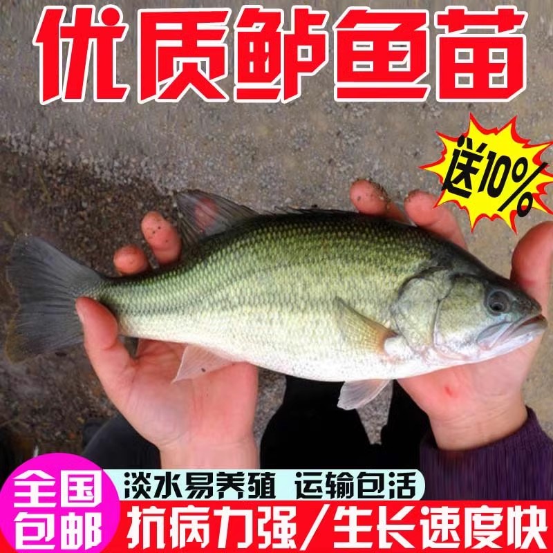 鲈鱼苗淡水鲈鱼鱼苗七星鲈鱼苗特大海鲈鱼耐活大口黑鲈加州鲈鱼苗
