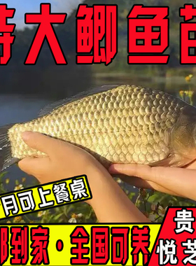 特大中科五号黄金鲫鱼苗淡水养殖食用工程湘云鲫土鲫鱼本地鲫鱼苗
