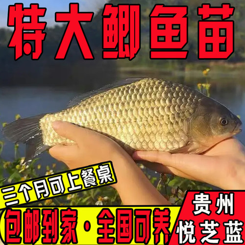 悦芝蓝黄金鲫特大中科五号工程鲫