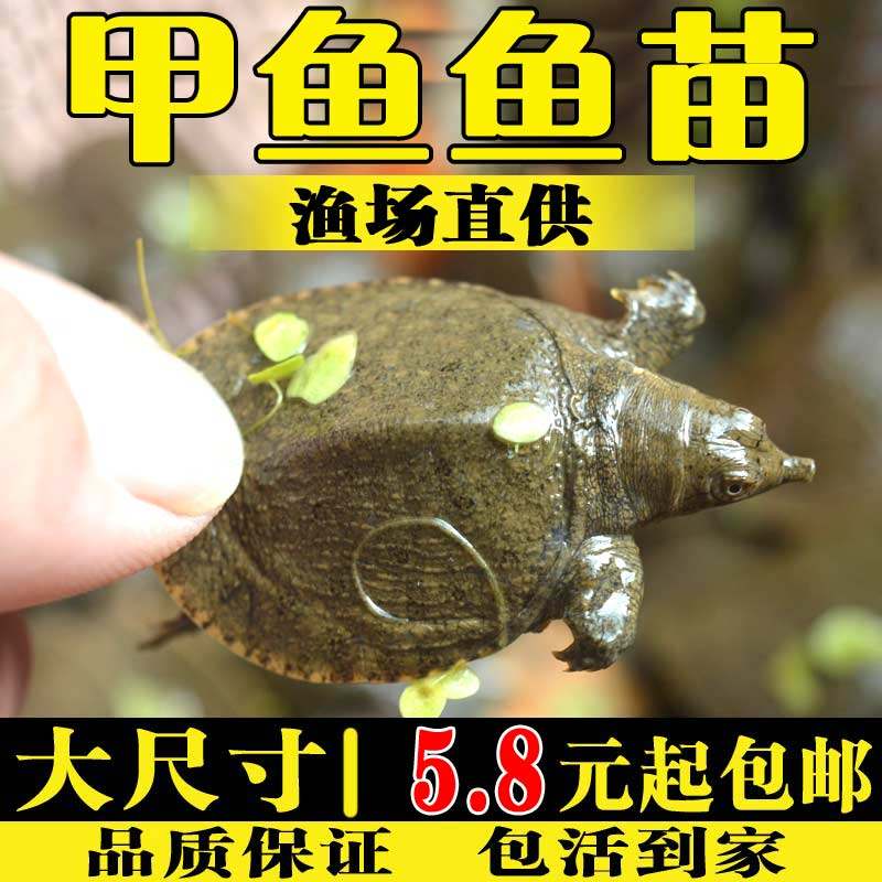 甲鱼苗活苗淡水养殖食用本地外塘小甲鱼苗王八团鱼水鱼苗中华鳖苗,宠物/宠物食品及用品,龟/鳖,淘宝优惠券,粉丝福利购,淘宝优惠卷