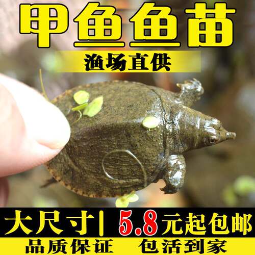 悦芝蓝甲鱼苗包邮包活