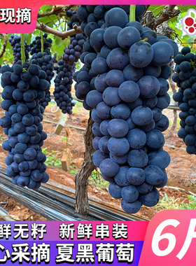 榴汁乡云南夏黑葡萄新鲜葡萄当季无籽黑提孕妇水果黑提黑加仑巨峰