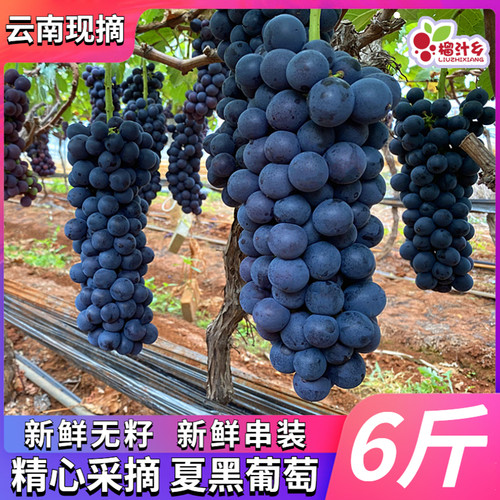 云南新鲜夏黑葡萄无籽黑提