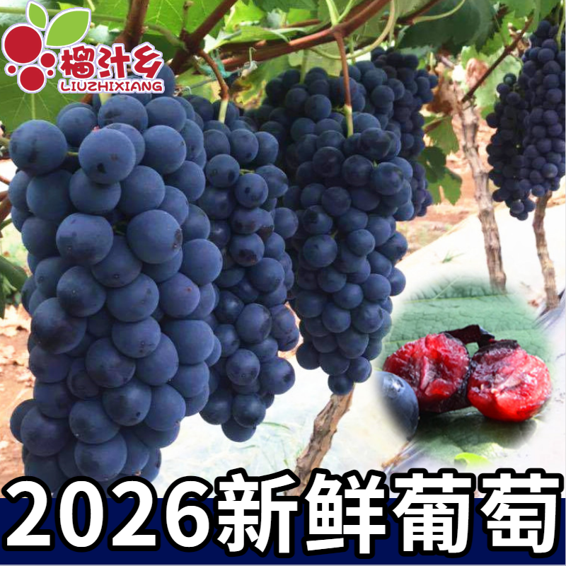 榴汁乡现摘云南夏黑葡萄新鲜葡萄无籽黑提孕妇水果 非黑加仑巨峰