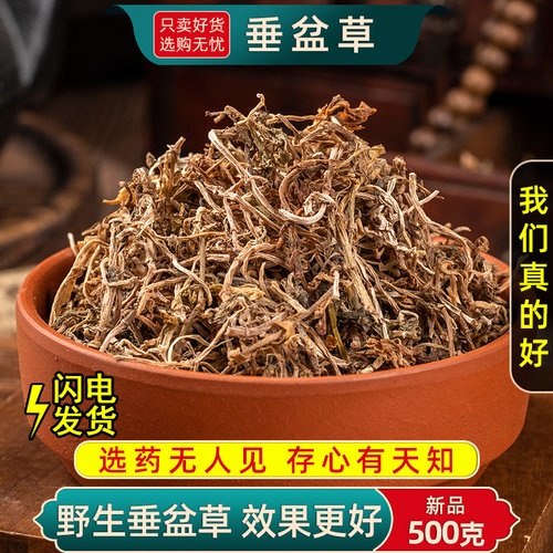 精选垂盆草中药材正品新货