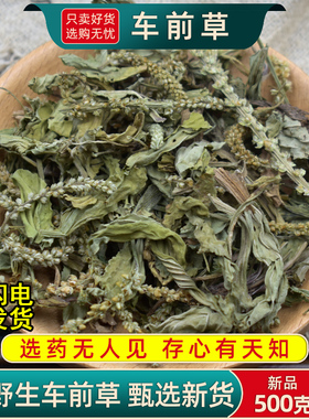 野生车前草中药材500g/250/100克车前草水洗干货猪耳朵秧平车前