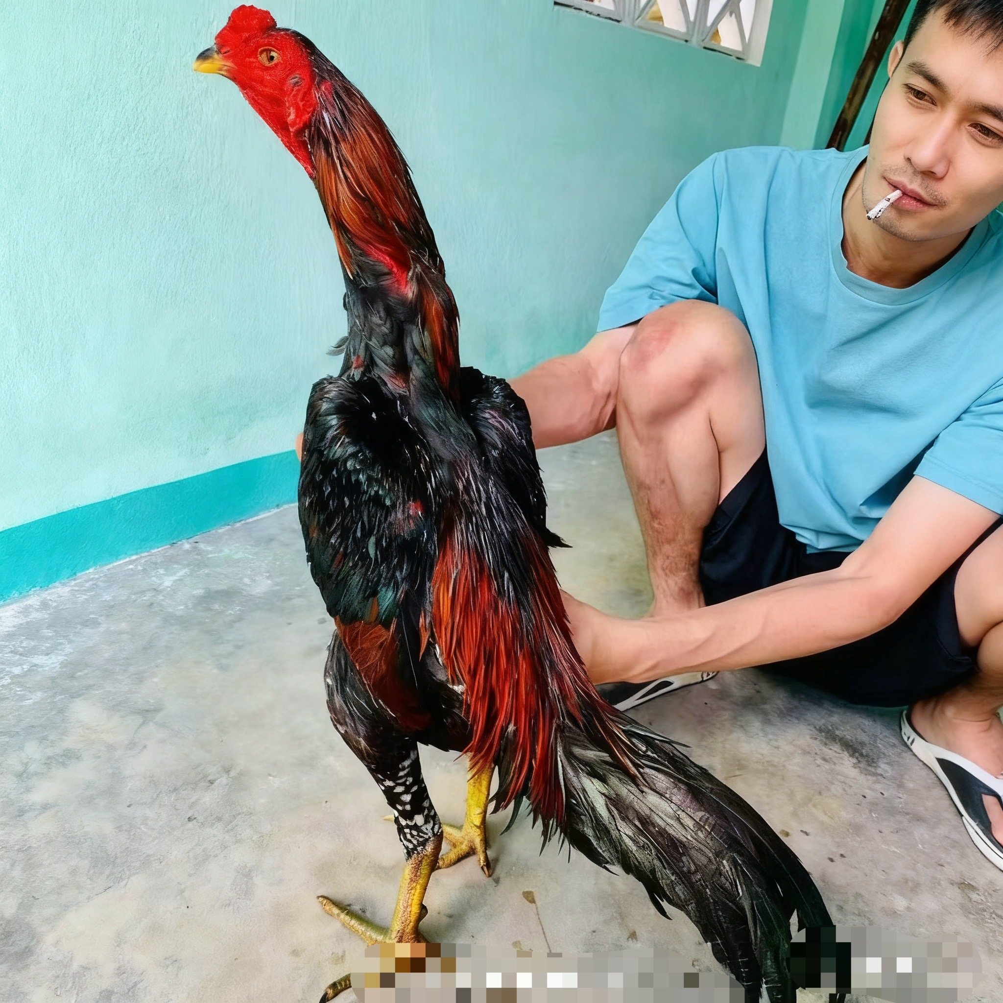 越南纯种斗鸡高质量斗鸡泰国盖沙鸟