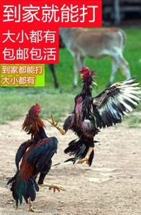 越南鬼子斗鸡中原斗鸡缅鸡泰鸡盖沙鸡活体包邮