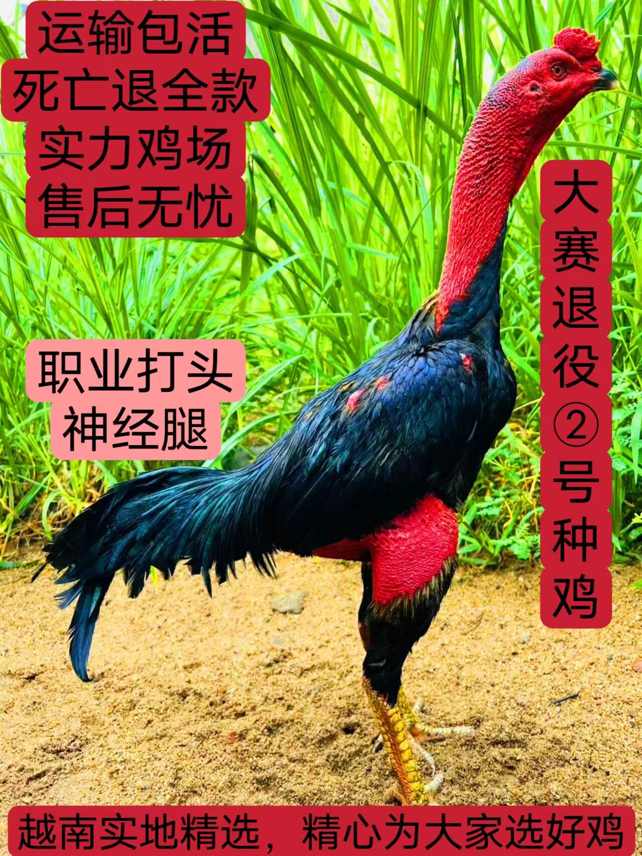 半斤一斤纯种越南活的发货斗鸡苗鸟笼
